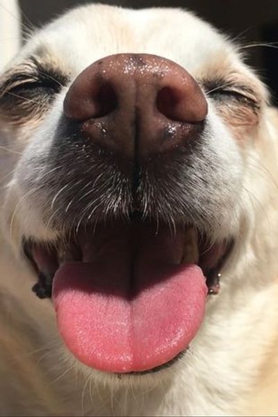 найстаріший собака у світі, найстаріший собака у світі, найстаріший собака вік,