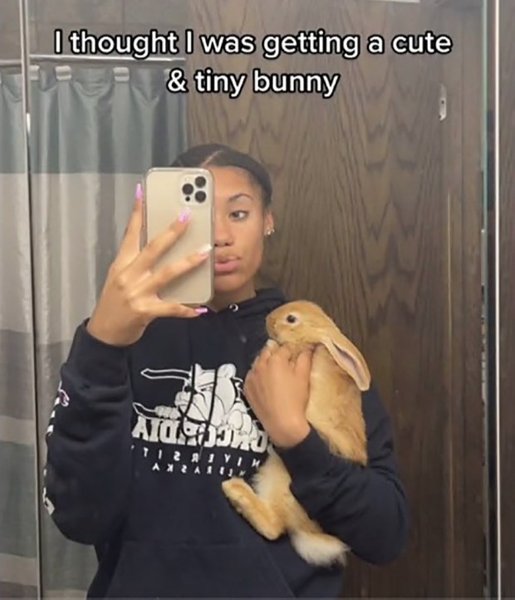 Фламандский кролик