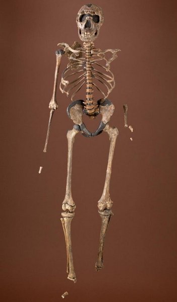 Скелет хлопчика з Туркана