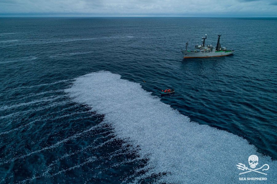 Фото: SEA SHEPHERD