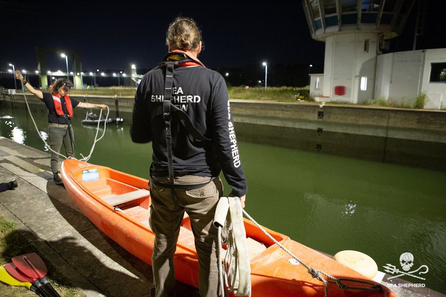кита белуха, кита белуха франция, Операция по спасению кита белухи во Франции.