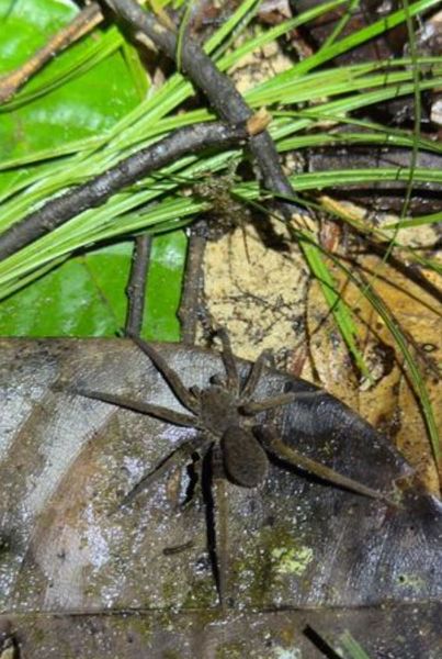Туризм, подорож, дослідження Амазонки, цікаві факти про природу, Еш Дайкс знайшов джерело Амазонки