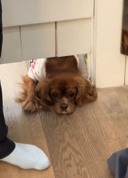 Собака в примерочной не на шутку испугала женщину, курьезный момент попал в видео, животные, интересности, курьезы