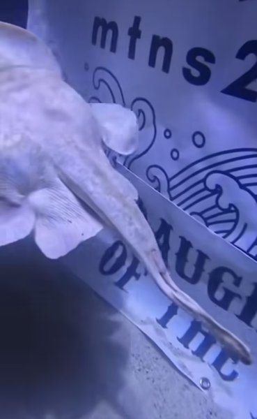 шарлотта самка хвост