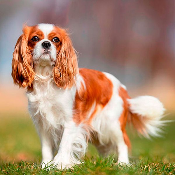 Кавалер-кинг-чарльз-спаниель