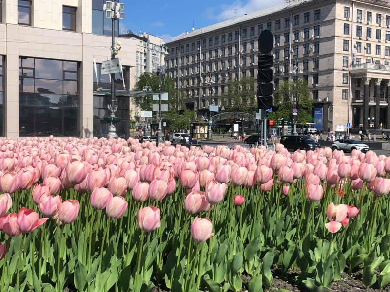 Киев, тюльпаны, Нидерланды,