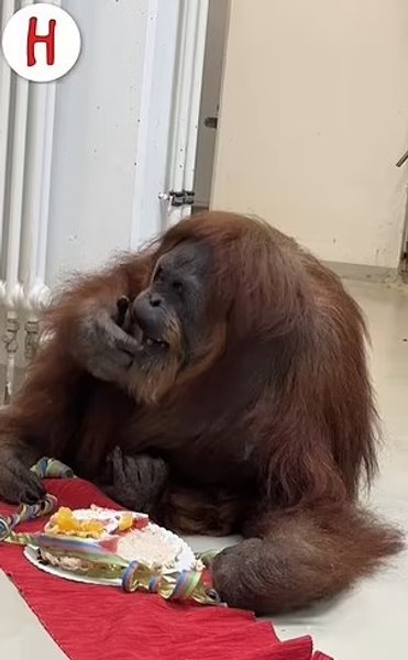 белла рекорд орангутан