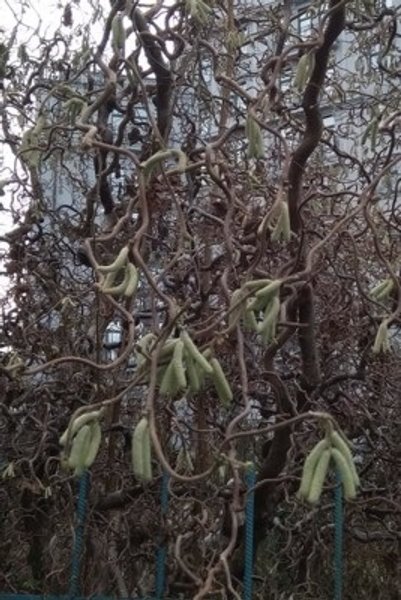 деревья цветут во Львове