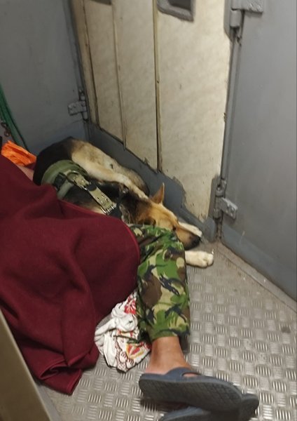 военный в тамбуре, военный поезд, военный с собакой, военный Укрзализныця