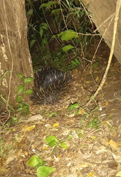 ехидна, природа