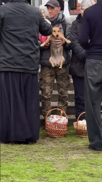 собака паска