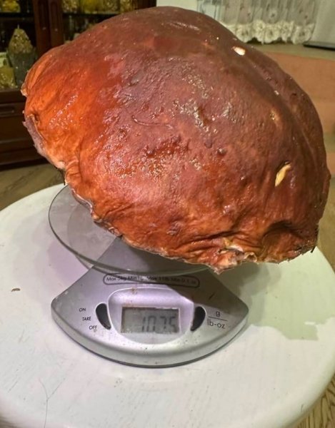 боровик гриб 5cf85bd1 3b38783136cc72e3896b851fa6d8e64c Економічні новини - головні новини України та світу