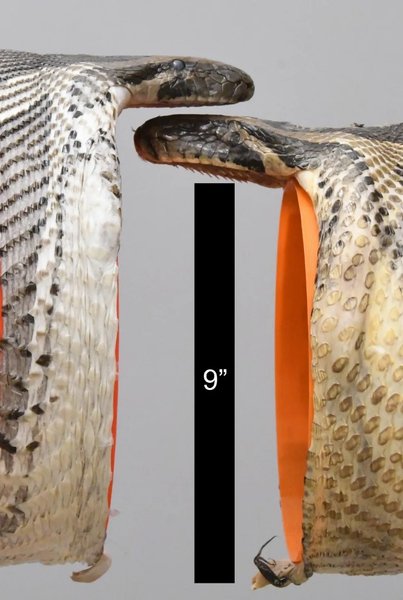 пітон, пітон паща, пітон розкриття пащі