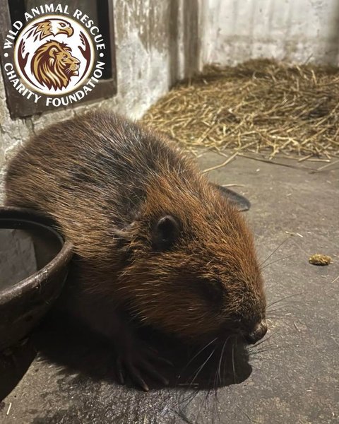 Врятований бобер