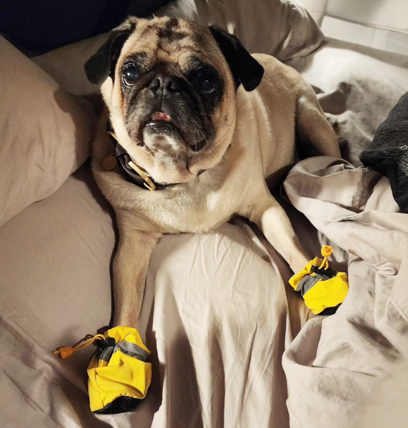 Волонтерство, помощь обездоленным животным, собаки, псы, США, фото