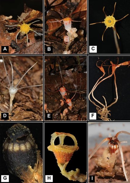 рослина, рослина новий вид
