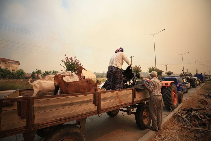 коровы, пожар в турции
