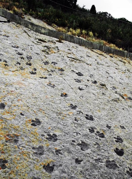 окаменелые следы динозавров