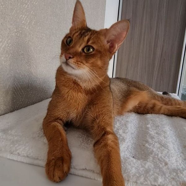 Лисиця Аліса, кішка