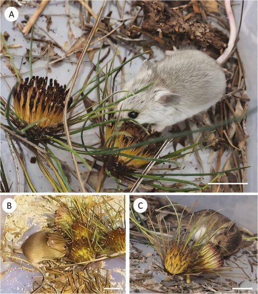 растения, пыльца, мыши, Австралия, банксия, сумчатые, опыление, нектар, грызуны, птицы, цветы, исследования, опылители, природа, ученые, открытия