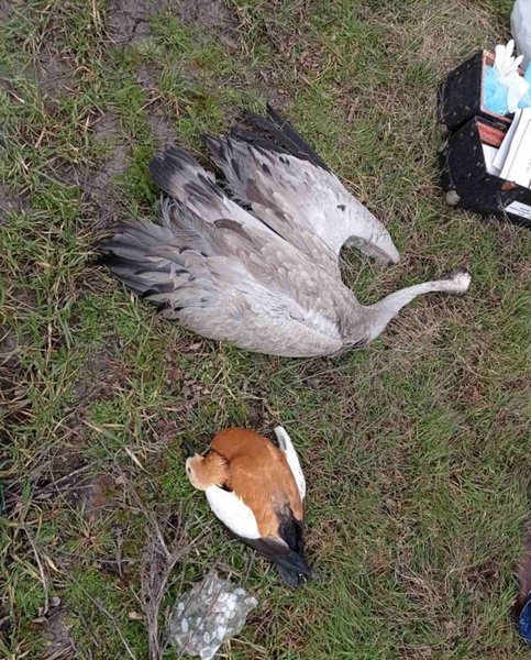 Аскания Нова, птицы