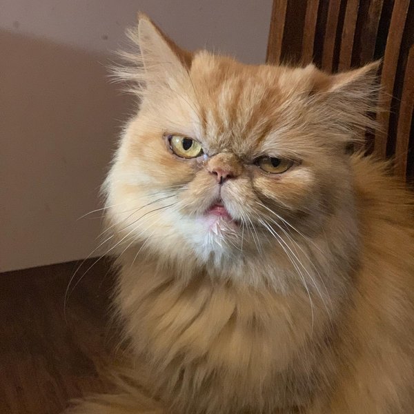 кошка Шафа, кошка Глория, кошка из Бородянки, зоопатруль