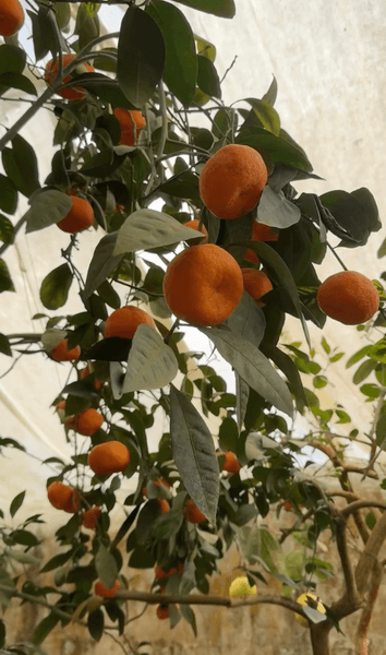 Банановая ферма под Киевом