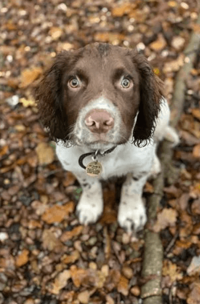 собака спаниэль, спаниэль