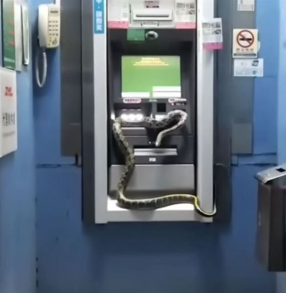 Чоловік показав на відео, як з банкомата замість грошей вилазить величезний двометровий пітон, всі подробиці