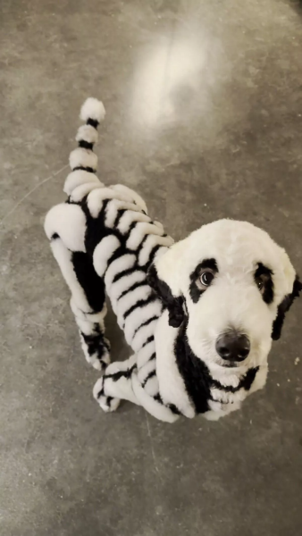 Чоловік постриг собаку Чоловік постриг собаку грумінг, стрижка для собаки, перетворював собак на лисиць, макіяж для собаки, Геловін, скелет, догляд за собаками