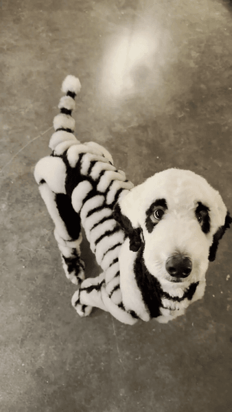 Мужчина постриг собаку груминг, стрижка для собаки, превращал собак в лис, макияж для собаки, Хэллоуин, скелет, уход за собаками