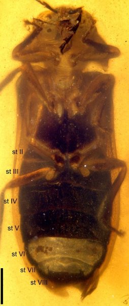 насекомые, светлячок