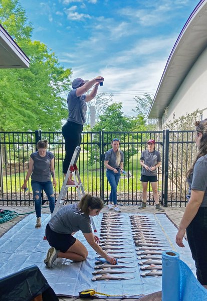 Погибшие акулята, Акула-молот Вікіпедія, Акула-молот цікаві факти, Тупорылая акула, Сумеречная акула, Почему акулы нападают на людей, Белая акула, Риба акула, Как выглядит тупорылая акула,  сколько маток у акулы, эмбрион акулы, яйцо акулы, сколько живут акулы,