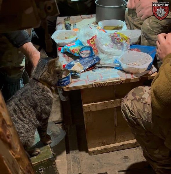 боевой кот, Марун, ОШБ НПУ "Ярость", коты на фронте, животные на фронте, военные коты