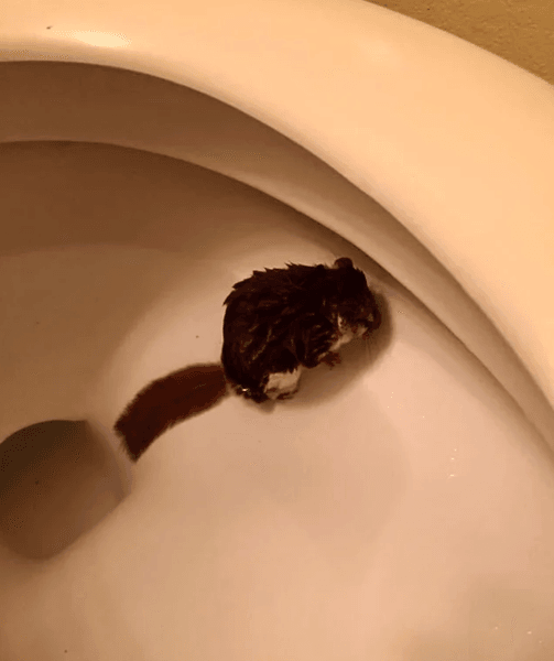 Промокшая белка-летяга сидит в унитазе после того, как ночью попала в ванную комнату жилого дома в Арканзасе