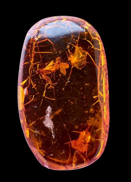 пара мухи янтарь