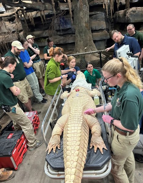 аллигатор тибодо белый