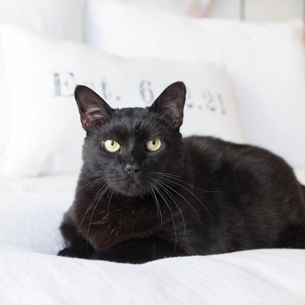 Кот получил награду за страховку, кот, домашнее животное, страховка домашних животных, награда, приз, необычный случай,