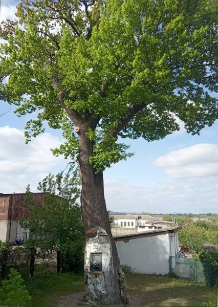 дуб, старовинний дуб, дуб у селі Терпіння, дуб у Запорізькій області, спилили дуб