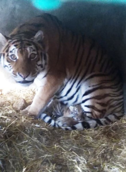 Тигренок, родившийся в одесском зоопарке