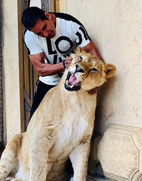 лев, харьков, хищник, животное, львица