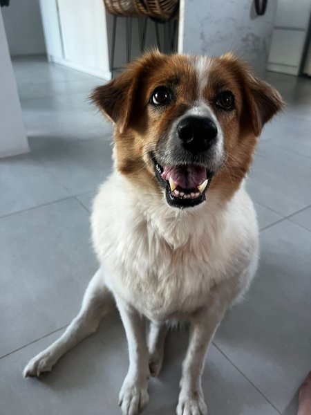 Порятунок собак, порятунок тварин, зоозахисник, лікування собаки