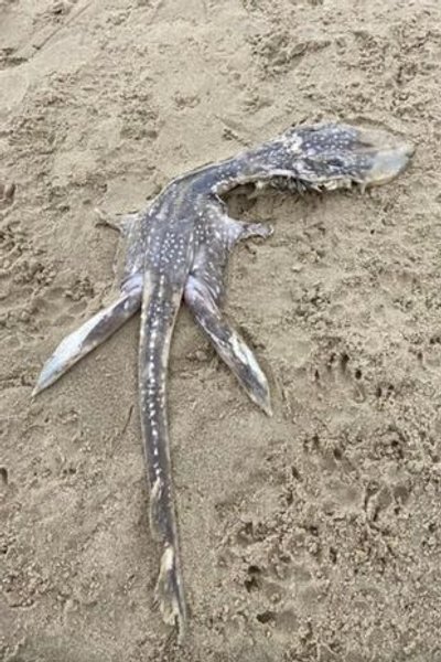 Находка, пляж, существо, Великобритания