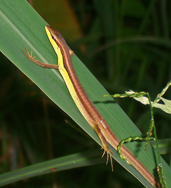 трав'яна ящірка Takydromus sexlineatus