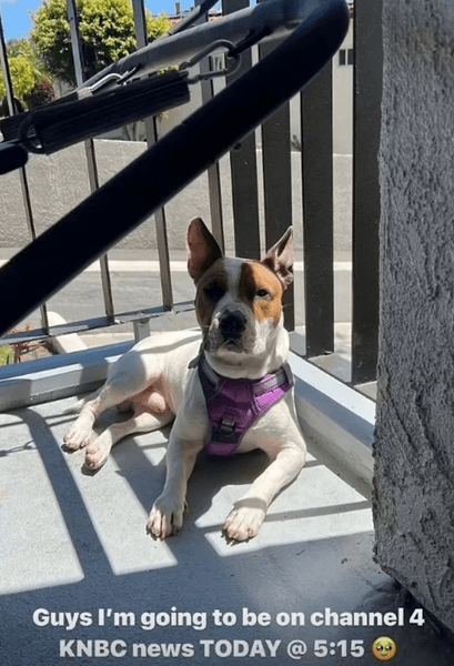 Собака бежала за машиной хозяина, хозяйка собаки, машина без номерного знака, выбросили посреди дороги, преданная собака