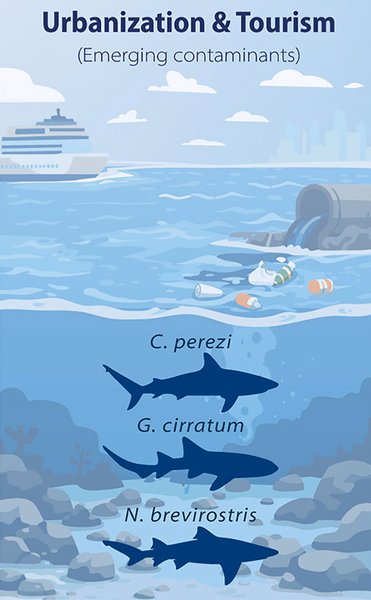 акулы океан