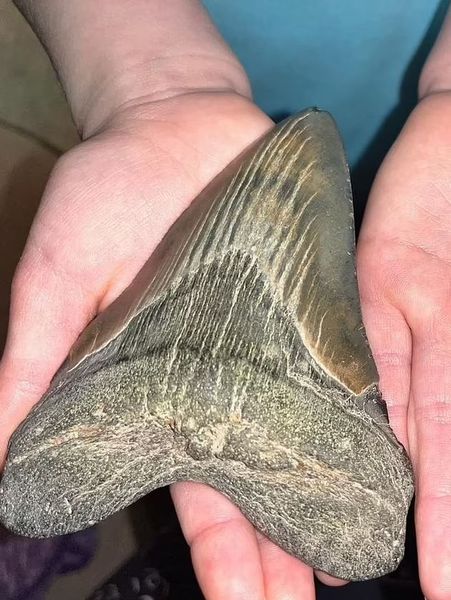 окаменелость, палеонтология, рождество, древние животные, находка