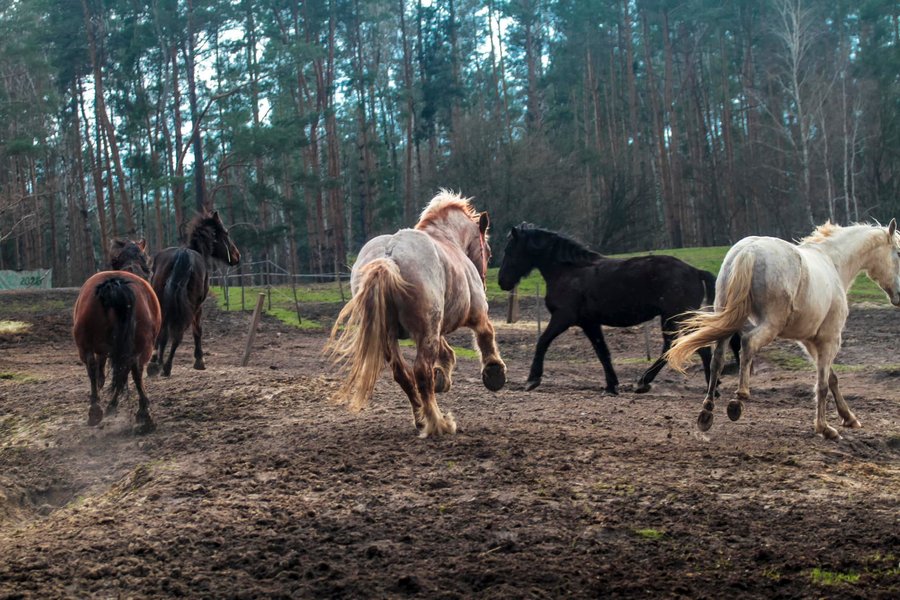 На ранчо дуже багато коней різних порід