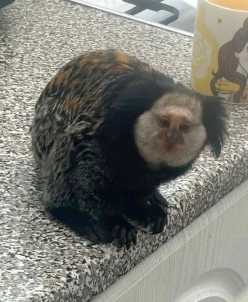 Мавпа в будинку у британки, тварини, примати, захист тварин, курйози, фото, Велика Британія