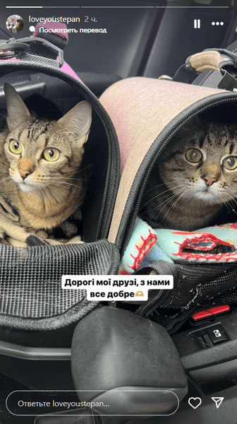 кот степан, кошка стефания, харьков, эвакуация